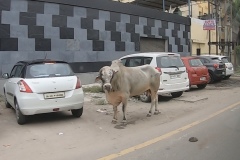 Roadside cow