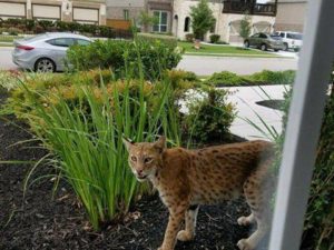 Pflugerville bobcat