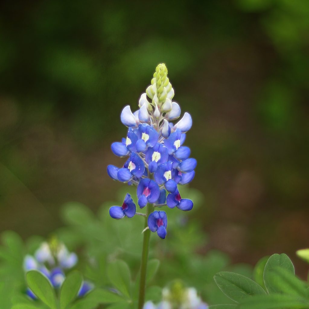 Texas Bluebonnet