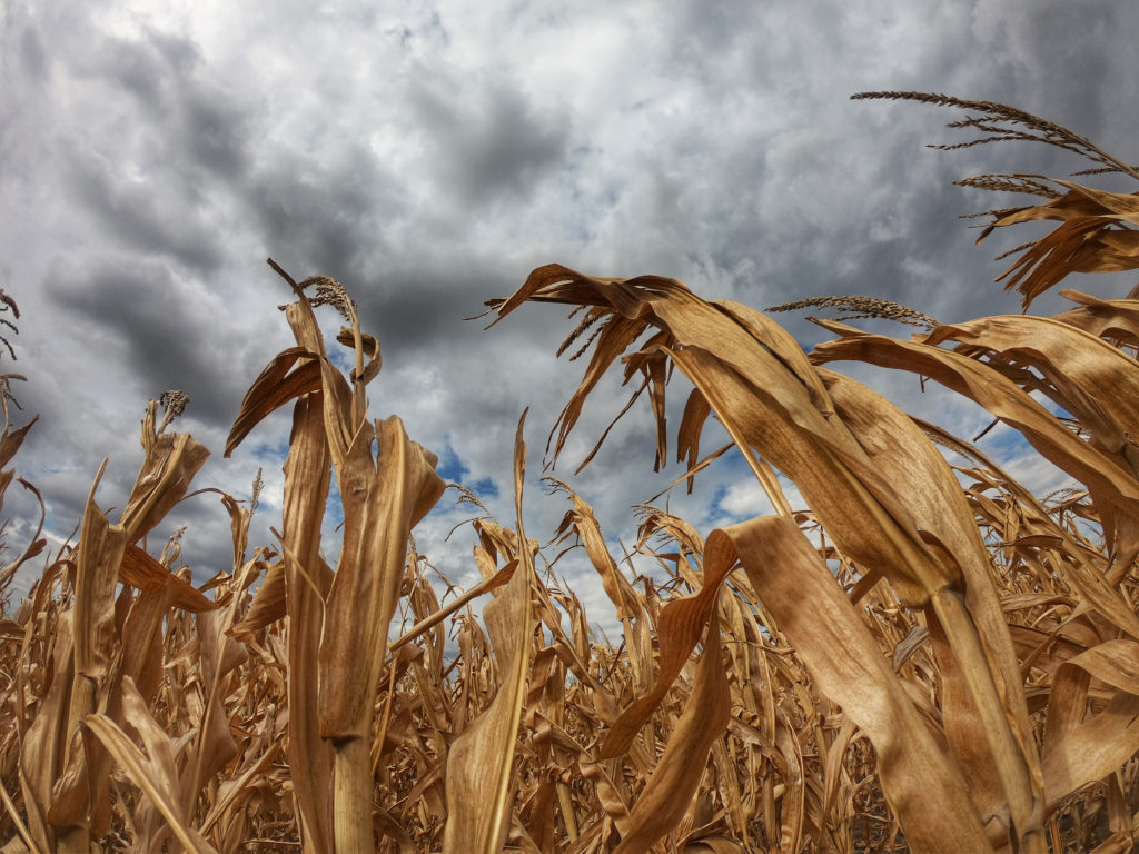 Dry corn stalks against the summer sky