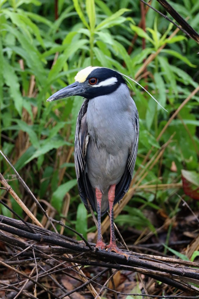 Yellow-crowned night heron