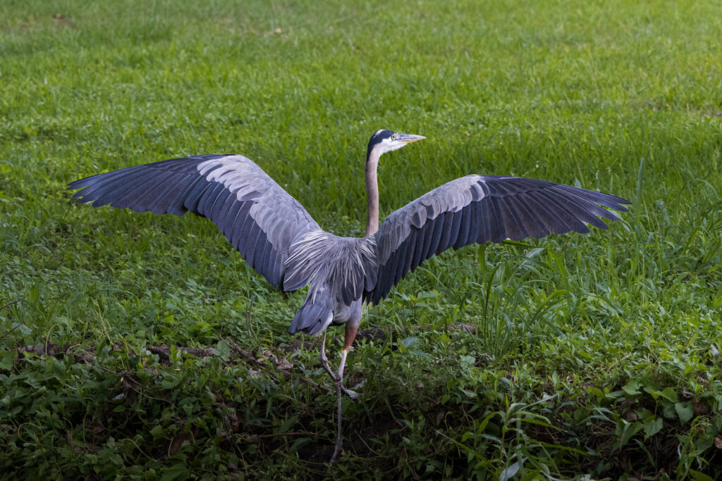Great blue heron